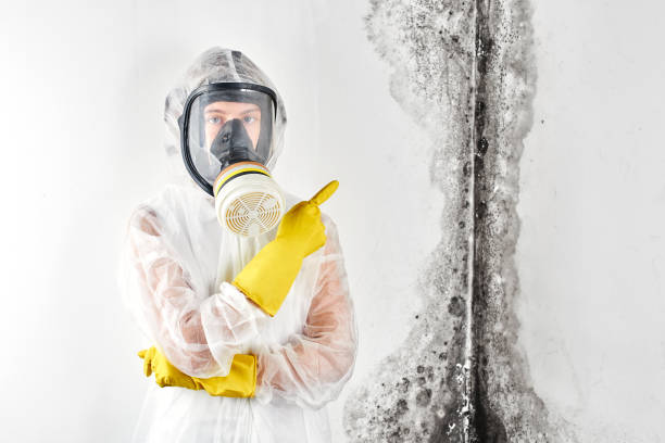 Best Mold Damage Restoration  in Spring Valley, NV