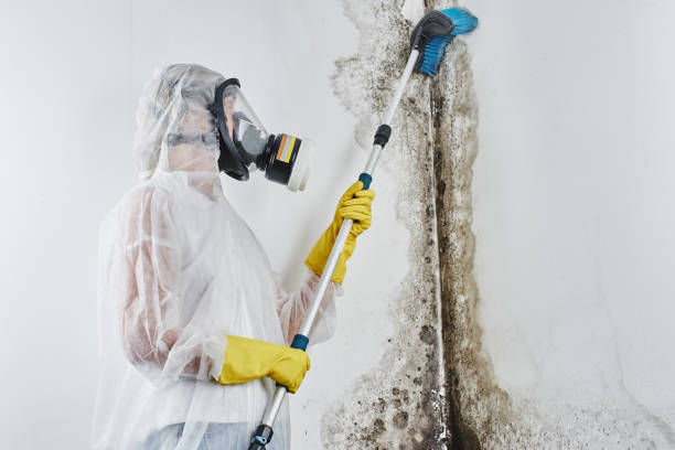 Environmental Consulting for Mold Prevention in Spring Valley, NV