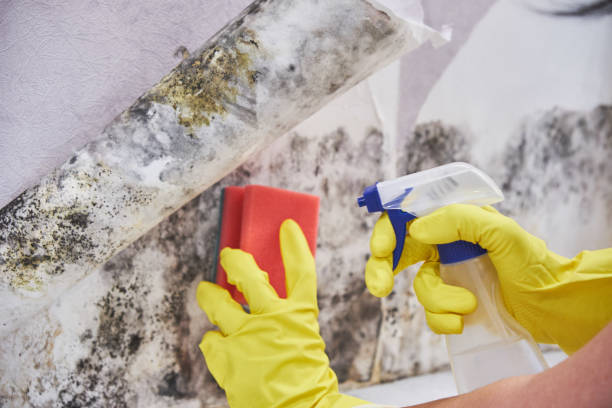 Best Environmental Consulting for Mold Prevention  in Spring Valley, NV